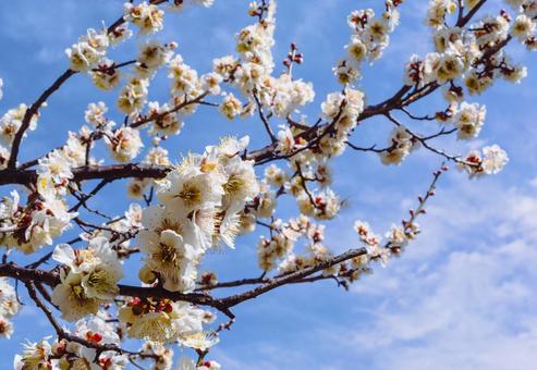本庄運動公園 梅の花5ー108 本庄運動公園 梅の花5ー108の写真