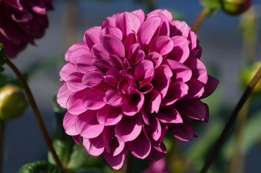 ダリア（スタリーナイト）の写真