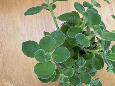 アロマティカス 03 アロマティカス,多肉質,ハーブの写真素材