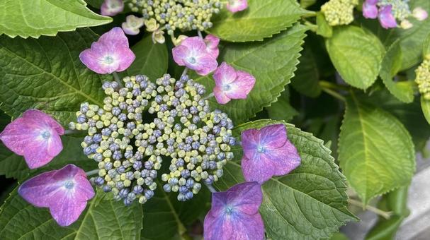 紫陽花　蕾① 紫陽花,あじさい,アジサイの写真素材