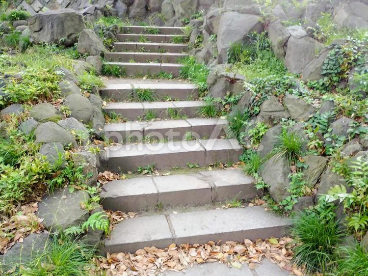 公園の階段 植物,階段,緑の写真素材