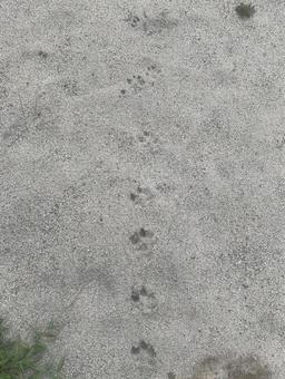 砂地に残る動物の足あと 足跡,足あと,砂の写真素材