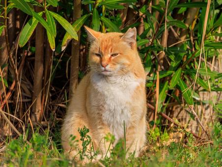 放心状態の白茶トラ猫さんです。 放心状態の白茶トラ猫さんです。の写真