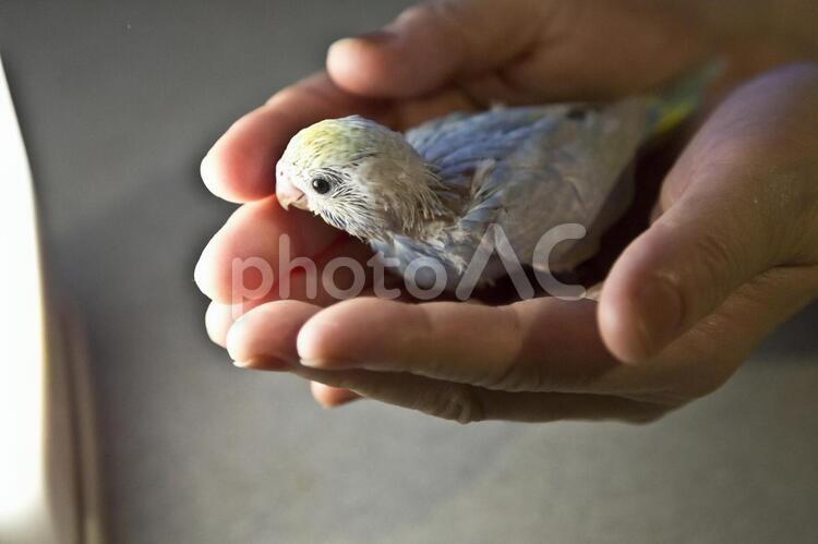 セキセイインコ　ヒナ　雛　 セキセイインコ,赤ちゃん,生後約２０日の写真素材