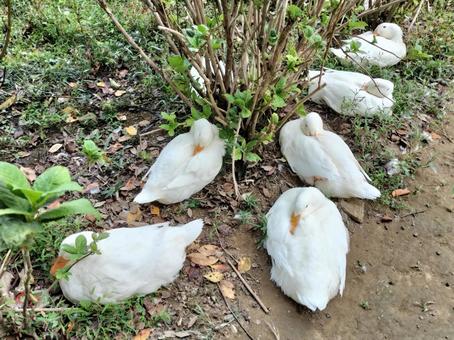 眠っているアヒル 眠っているアヒル アヒル,水鳥,鳥の写真素材