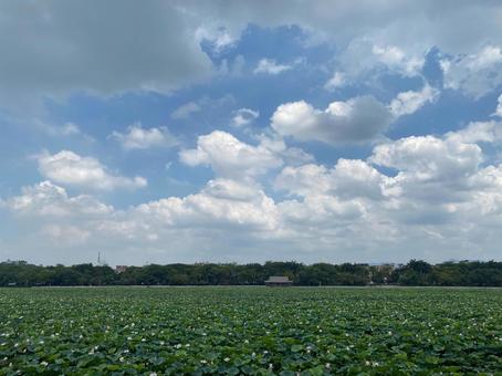 Photo, lotus pond, summer, sky, 