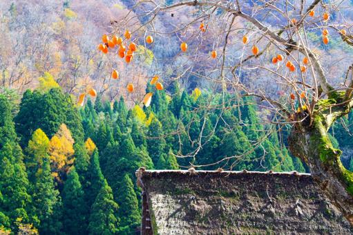 秋の白川郷 合掌造り集落の残り柿 秋の白川郷 合掌造り集落の残り柿 白川郷,合掌造り,集落の写真素材