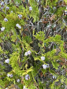 コノテガシワの実(球果)とはっぱ コノテガシワの実(球果)とはっぱの写真