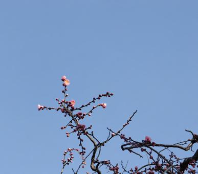 快晴の冬の空に向かう開花したての梅の花 梅,梅の花,紅梅の写真素材