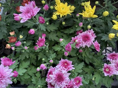 菊 花 菊 花 ガーデニング,園芸,菊の写真素材