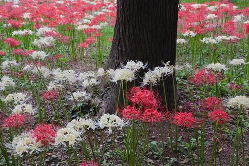 彼岸花 彼岸花 ヒガンバナ,秋,赤色の写真素材