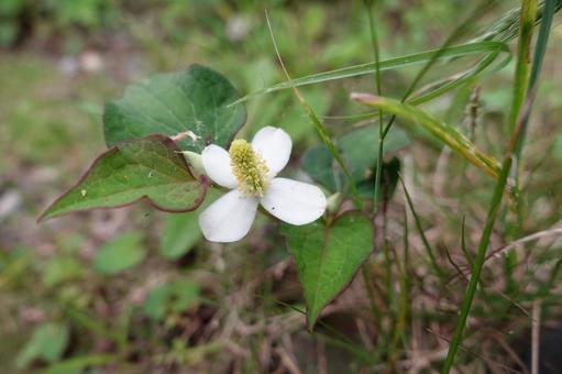 どくだみの花 どくだみの花の写真