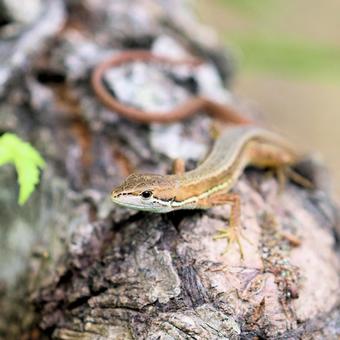 ニホンカナヘビ ニホンカナヘビの写真