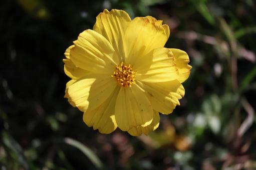 黄色の花びらの秋桜の花のアップ 黄色,花びら,秋桜の写真素材