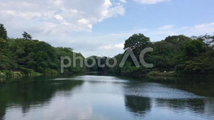 井の頭公園の風景 井の頭公園,池,木々の写真素材