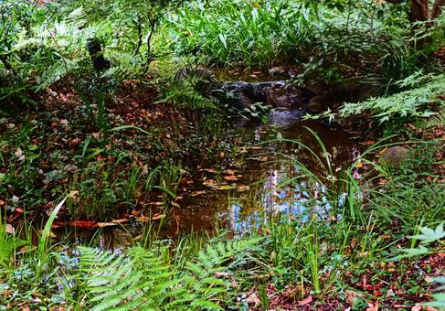 大手町の森にある小さな沢 沢,水,流れの写真素材