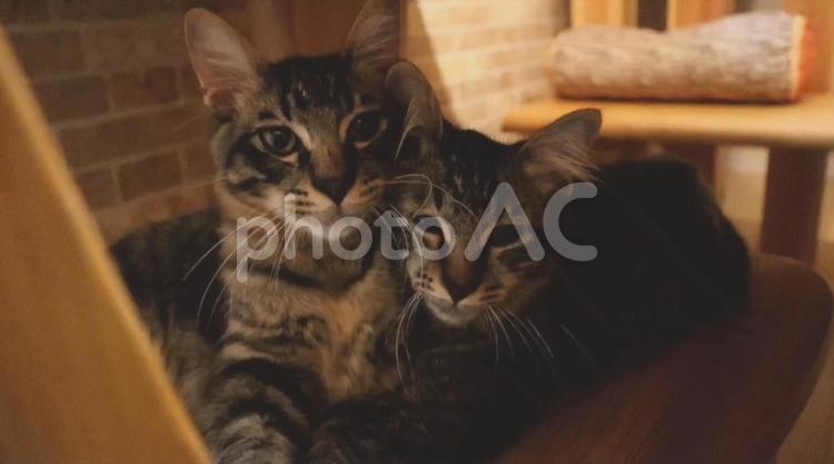 きょうだい猫 猫,きょうだい,仲良しの写真素材