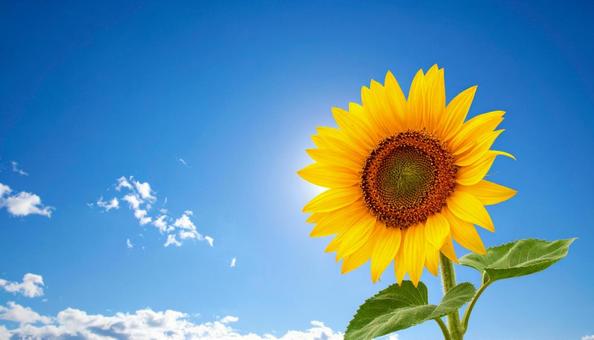 真夏の青空の下のヒマワリの写真