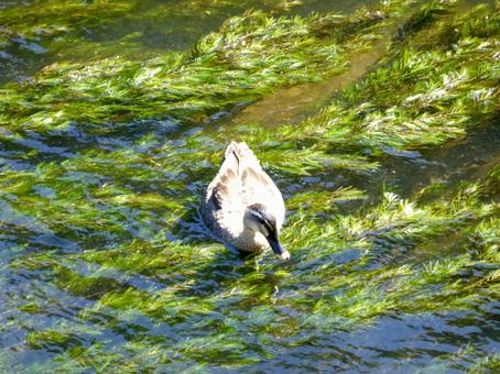 水草たゆたう7月の川面を泳ぐカルガモ カルガモ,鳥,野鳥の写真素材