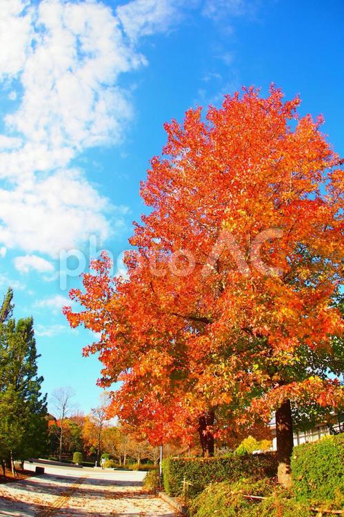 爽やかな秋空とモミジバフウの木 秋,紅葉,モミジバフウの写真素材
