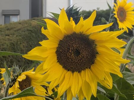 冬の向日葵 冬の向日葵,冬,自然の写真素材