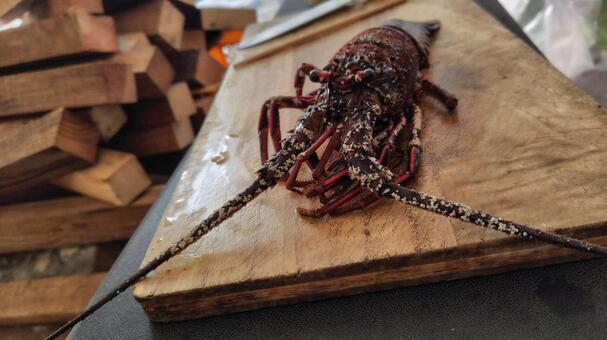 まな板の上の伊勢海老 伊勢海老,海老,エビの写真素材