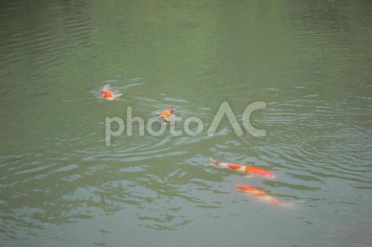 野池と錦鯉 錦鯉,野池,自然の写真素材