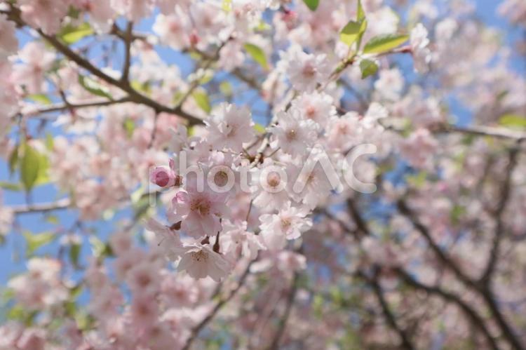 満開の山桜 桜,山桜,白の写真素材