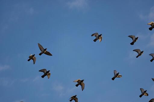 青空を飛ぶキジバトの群れ 鳥,空,ハトの写真素材