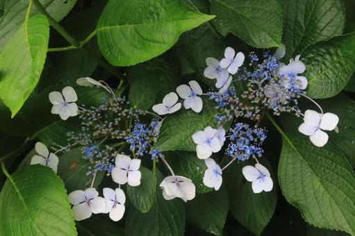 安城岬公園の草花 安城岬公園の草花の写真