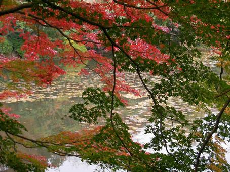 龍安寺　京都 龍安寺,京都,ユネスコの写真素材