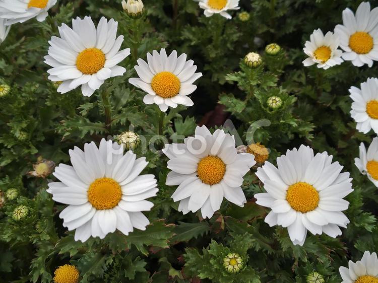 ノースポール（クリサンセマム） ノースポール,クリサンセマム,春の写真素材