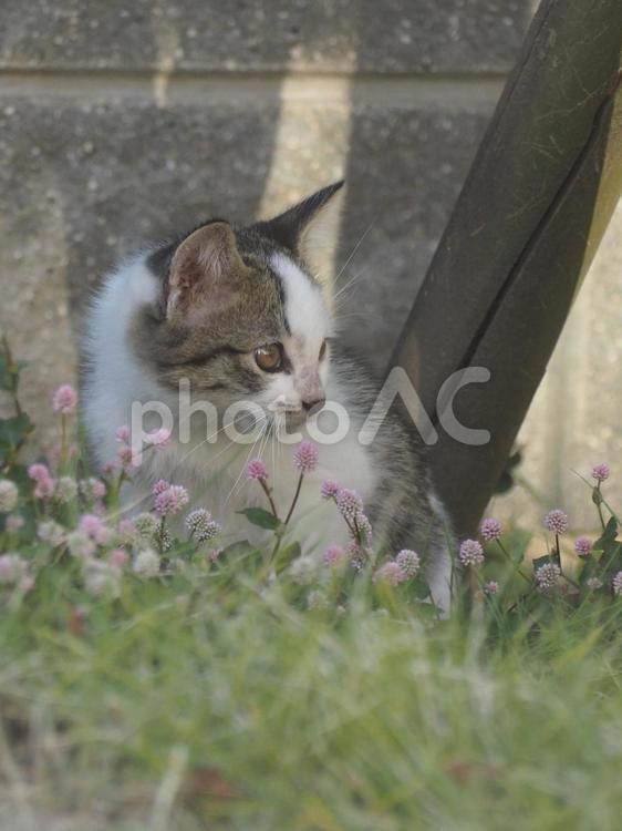 何かを見つめる猫 ねこ,ネコ,猫の写真素材