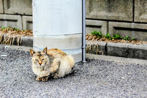猫 ネコ,ねこ,動物の写真素材