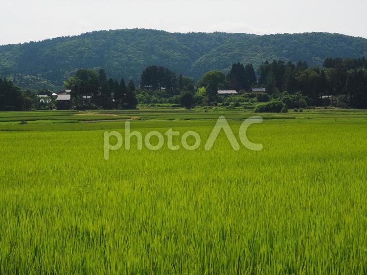 田んぼの風景 田んぼ,風景,日本の田舎の写真素材
