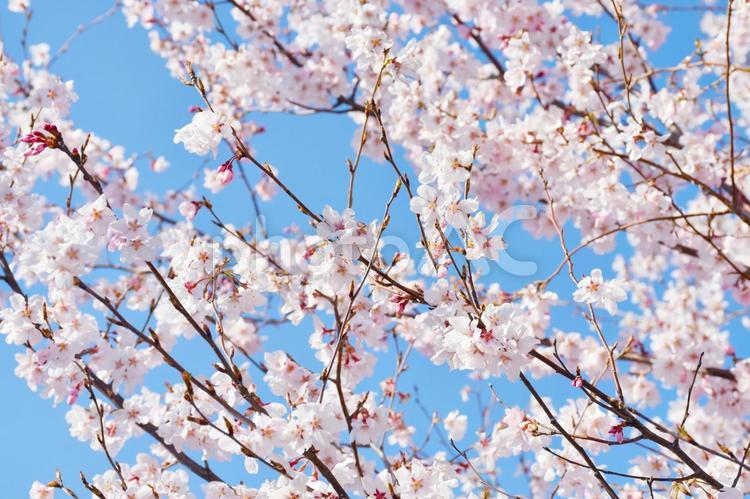 春爛漫　満開の桜と青空　● 桜,さくら,サクラの写真素材