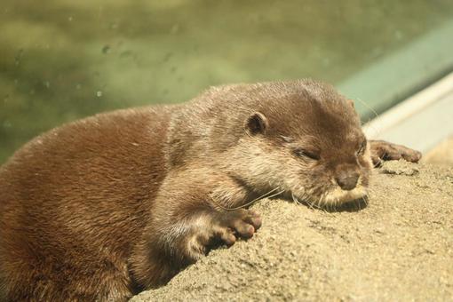 おひるねしているカワウソ カワウソ,かわいい,お昼寝の写真素材