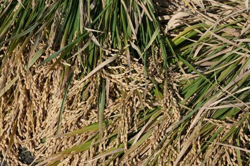 刈り取った稲穂 稲,稲穂,アップの写真素材