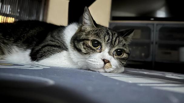 キャッアイ キャッアイ 猫,猫のいる生活,catの写真素材