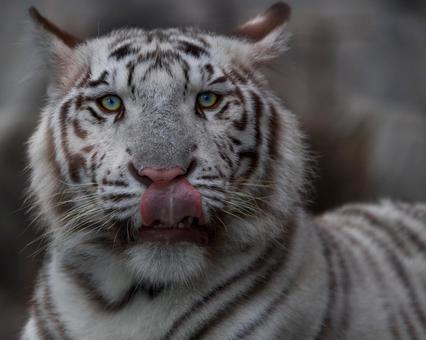 ペロリ ペロリ,ベロ,舌の写真素材