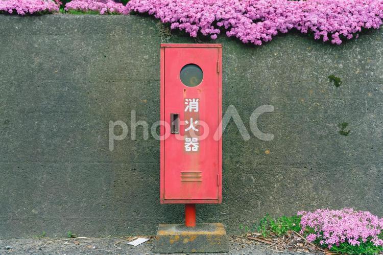 芝桜と消化器 消化器,赤い,芝桜の写真素材