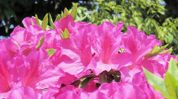 Vibrant azalea flowers in full bloom, JPG Vibrant azalea flowers in full bloom, JPG