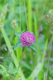 Photo, tsumixa, pink, beautiful, 