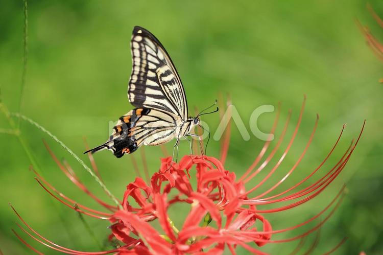 ナミアゲハと彼岸花2023⑨ ナミアゲハ,蝶,昆虫の写真素材