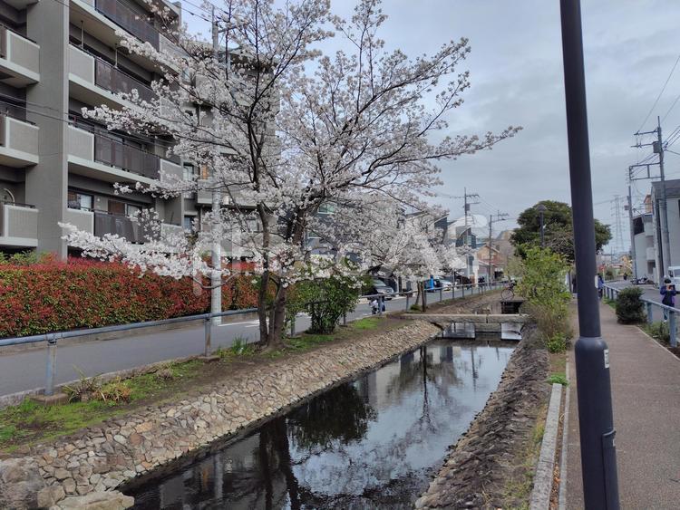住宅街の桜C さくら,自然,ピンクの写真素材
