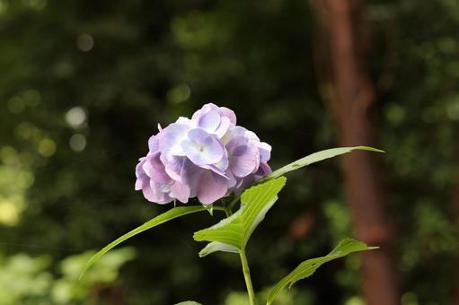 Photo, hydrangea, june, rainy season, 