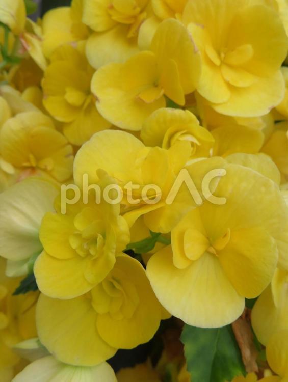 黄色いベゴニア(クローズアップ) ベゴニア,花,庭の写真素材