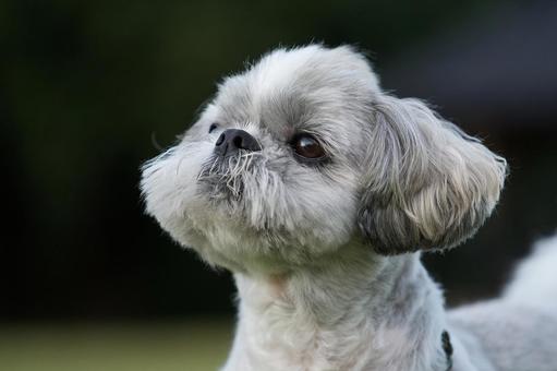 シーズーのポートレート 犬,シーズー,いぬの写真素材