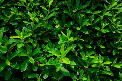 いっぱいの葉っぱ いっぱいの葉っぱ 葉,緑,植物の写真素材