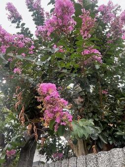 サルスベリ 真夏 ピンク 満開 百日紅 サルスベリ 真夏 ピンク 満開 百日紅の写真